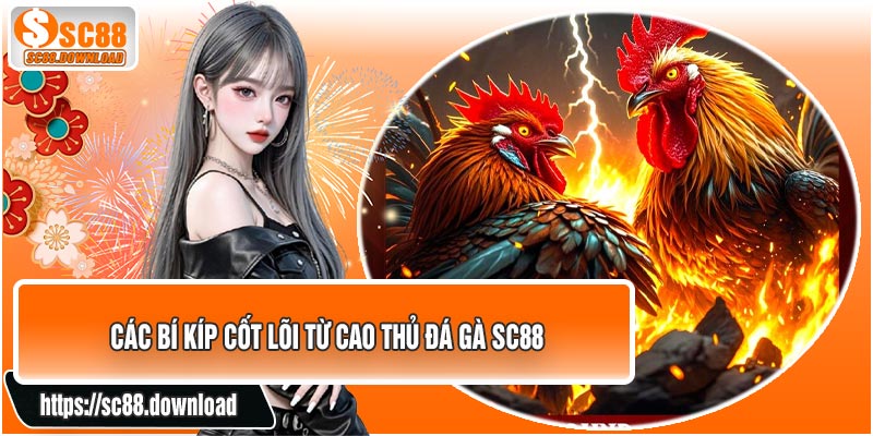 Các Bí Kíp Cốt Lõi Từ Cao Thủ Đá Gà SC88