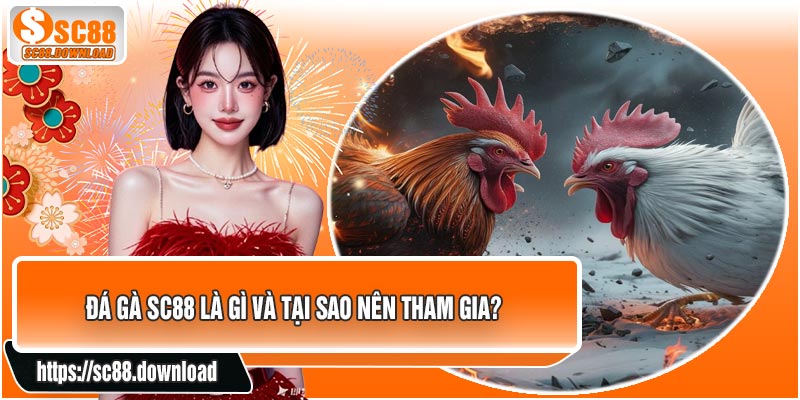 Đá Gà SC88 Là Gì Và Tại Sao Nên Tham Gia?