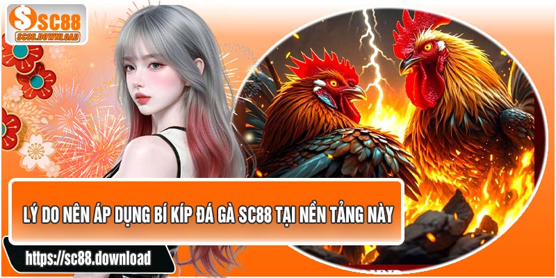 Lý Do Nên Áp Dụng Bí Kíp Đá Gà SC88 Tại Nền Tảng Này
