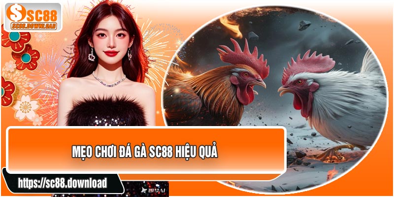Mẹo Chơi Đá Gà SC88 Hiệu Quả